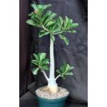 Adenium cv 1128 x 923 8-inch pots