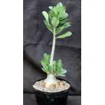 Adenium cv 420 x 965 8-inch pots
