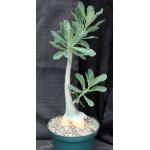 Adenium cv 532 x 403 8-inch pots