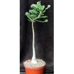 Adenium cv 763 x 776 8-inch pots