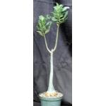 Adenium cv (Nearly Perfect x 993) 10-inch pots