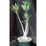 Adenium cv (Nearly Perfect x 993) 8-inch pots