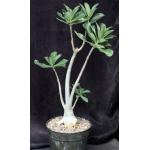 Adenium cv 777 x 927 8-inch pots