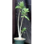 Adenium cv 859 x 822 8-inch pots