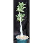 Adenium cv GG x 403 8-inch pots