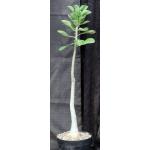 Adenium cv GG x 743 8-inch pots