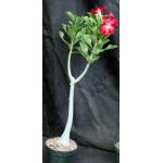 Adenium cv Gr1Gen x 923 8-inch pots