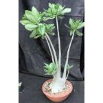 Adenium arabicum (Lemieux Shada form) 15-inch pots