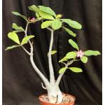 Adenium arabicum 8-inch pots