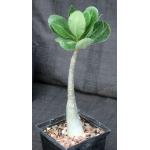 Adenium arabicum (Shada form) 5-inch pots
