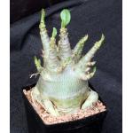 Adenium arabicum ‘compacta’ 5-inch pots