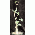 Adenium arabicum cv Fat Guy x self 8-inch pots