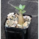 Adenium arabicum cv Hansote Dwarf 2-inch pots