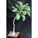 Adenium boehmianum one-gallon pots