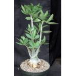 Adenium boehmianum (193) x cv Starfish 8-inch pots