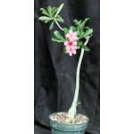 Adenium crispum x obesum 8-inch pots