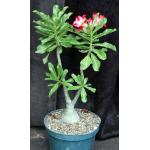 Adenium cv 322 8-inch pots