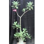 Adenium cv 403 x 973 3-gallon pots