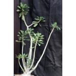 Adenium cv 420 x 993 5-gallon pots