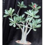 Adenium cv 743 x 532 12-inch pots