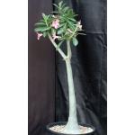 Adenium cv 743 x 532 7-gallon pots