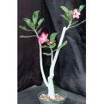 Adenium cv Pink Elephant (MAD 923) 6-inch pots