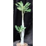 Adenium cv Pink Elephant (MAD 923) 8-inch pots