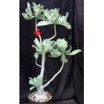 Adenium cv 1000 x 993 5-gallon pots