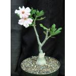 Adenium cv 103 8-inch pots