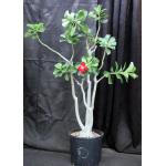 Adenium cv 1116 3-gallon pots
