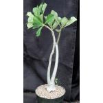 Adenium cv 1121 x AR 8-inch pots