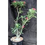 Adenium cv 1161 5-gallon pots