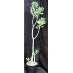 Adenium cv 1195 x 973 3-gallon pots