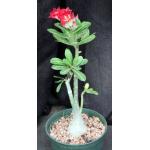 Adenium obesum cv Tropica 164 6-inch pots