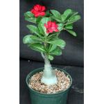 Adenium obesum cv Tropica Double-Red 168 6-inch pots