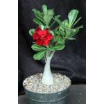 Adenium cv 236 8-inch pots