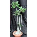 Adenium cv 262 x (927 x 977) 15-inch pots