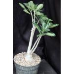 Adenium cv 403 x 993 8-inch pots