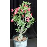 Adenium cv 488 5-gallon pots