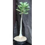 Adenium cv 532 x 743 8-inch pots