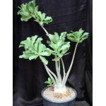 Adenium cv 532 x 978 7-gallon pots