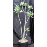 Adenium cv 743 x 543 5-gallon pots