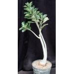 Adenium cv (Nearly Perfect x 1049) 8-inch pots