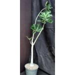 Adenium cv 783 x 1097 12-inch pots
