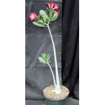 Adenium cv 783 x 743 8-inch pots
