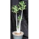 Adenium cv 923 x 743 10-inch pots