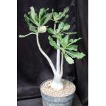 Adenium cv (923 x Nearly Perfect) 8-inch pots