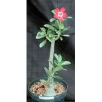 Adenium cv 927 x 871 6-inch pots