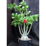 Adenium obesum cv Udomtrap x Home Run 5-gallon pots