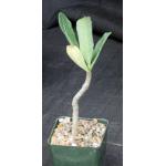 Adenium cv Arabian Ruby x self 4-inch pots